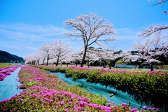 山県市鳥羽川さくらサイクリングロードの桜