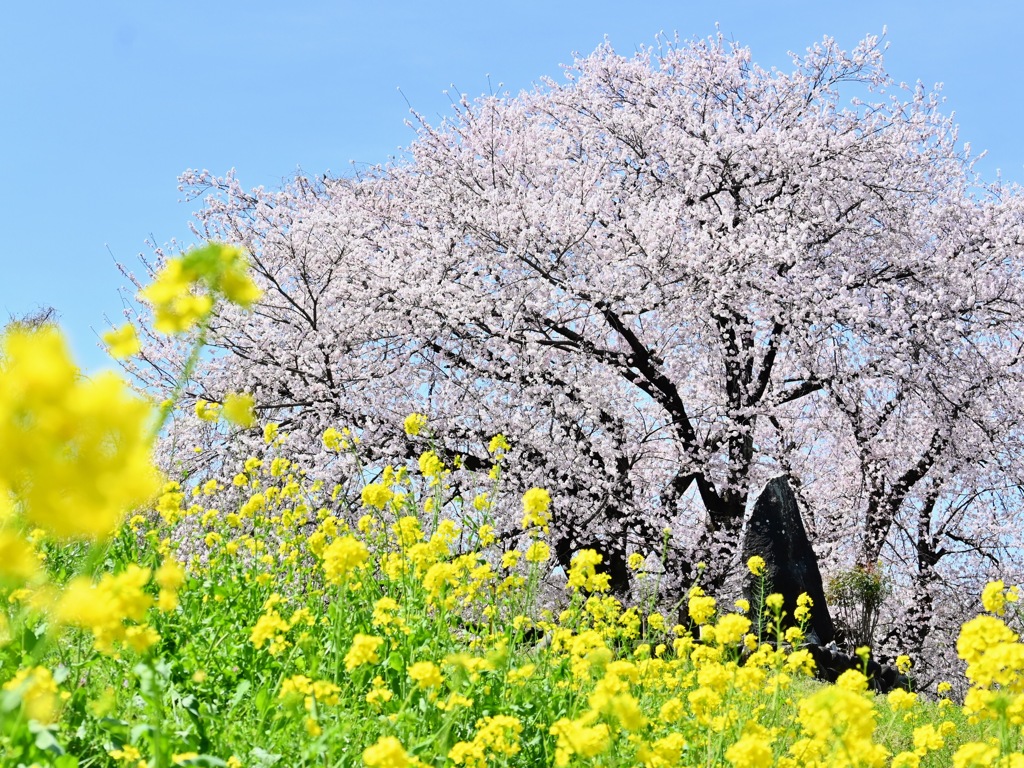岐阜市柳津境川堤の桜(高桑星桜)