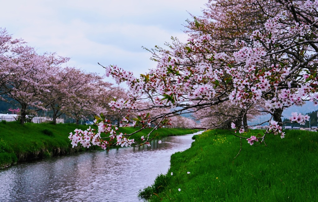 鳥羽川の桜並木