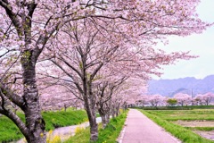 鳥羽川の桜並木のサイクリングロード