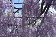 降り注ぐ藤の花
