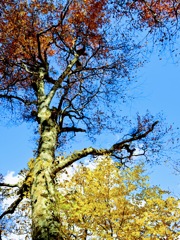 青空に向かう紅葉並木