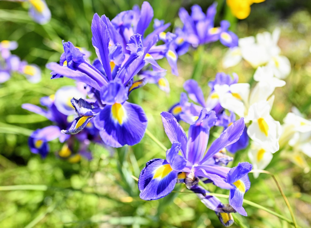 アヤメ、菖蒲、カキツバタ、これは？