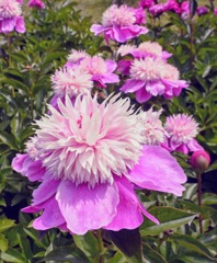 ハニカミながら立っているピンクの芍薬の花