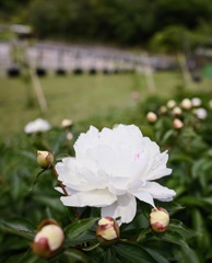幸せそうな白い芍薬の花