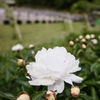 幸せそうな白い芍薬の花