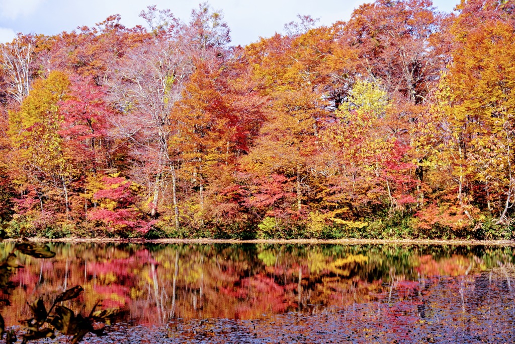 刈込池の湖面に映る紅葉