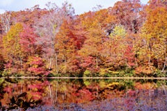 刈込池の湖面に映る紅葉