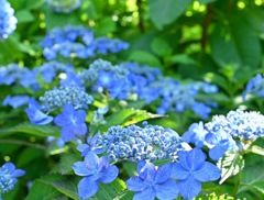 青色が鮮やかな三光寺の紫陽花