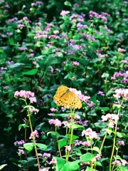 赤そばの花畑2