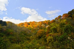 刈込池の周辺の紅葉