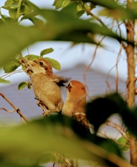 巣立ちを助けるモズの親鳥