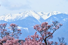 高遠桜から見える中央アルプスの雪山