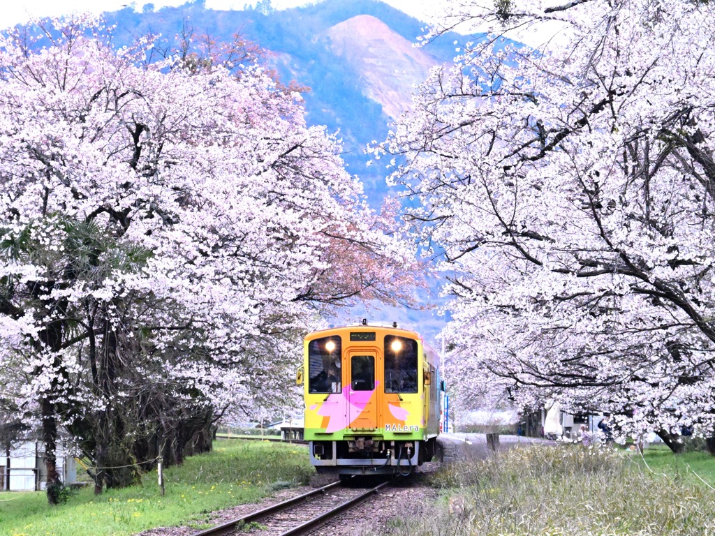 桜列車2