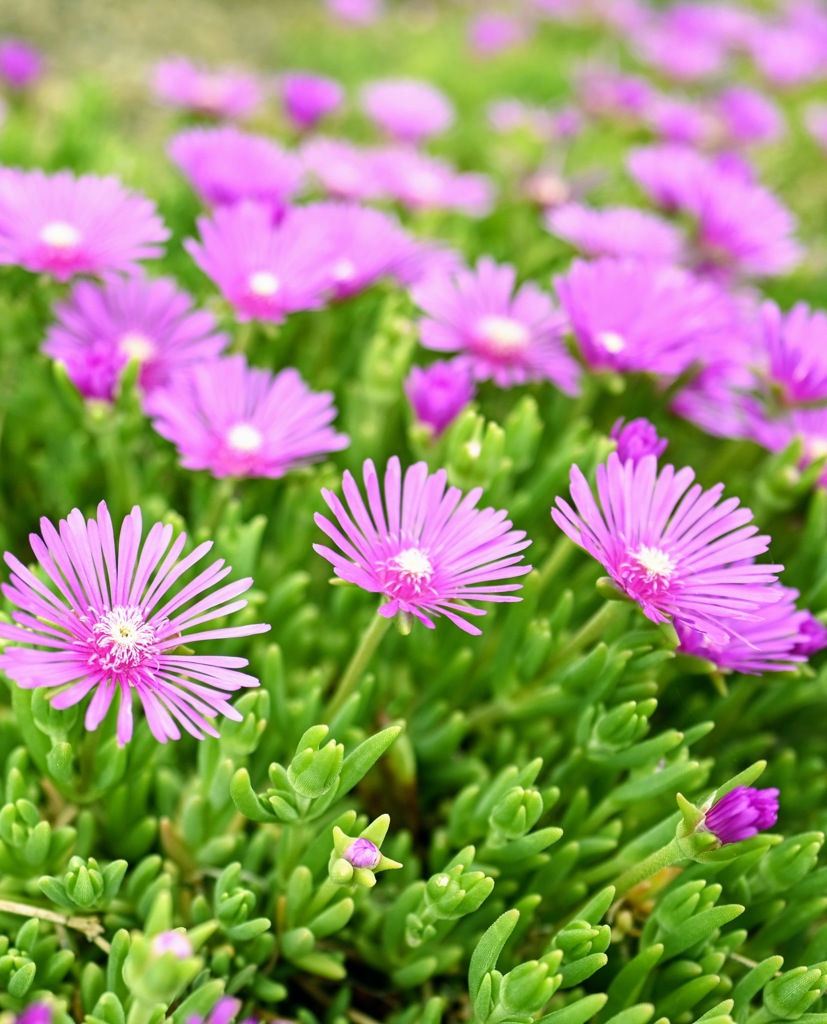 おはよう！ピンク色のマツバギクの花。