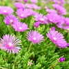 おはよう！ピンク色のマツバギクの花。