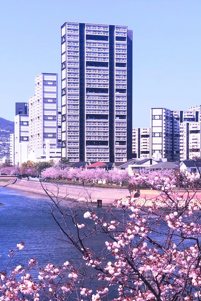 桜並木に聳え立つマンション群