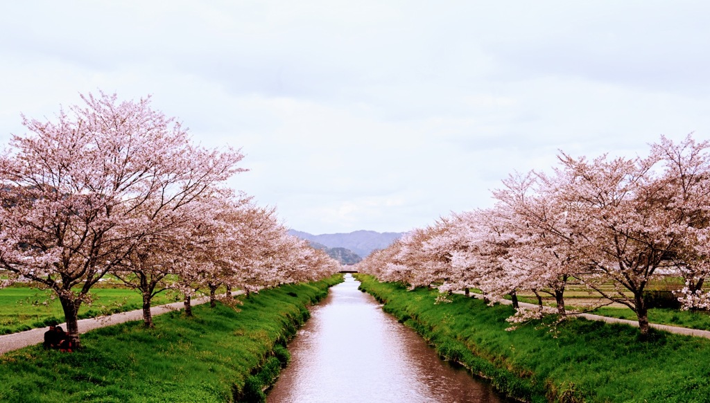 鳥羽川沿いの桜並木のサイクリングロード