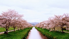 鳥羽川沿いの桜並木のサイクリングロード