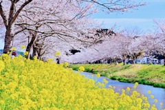 鳥羽川の桜並木(2)