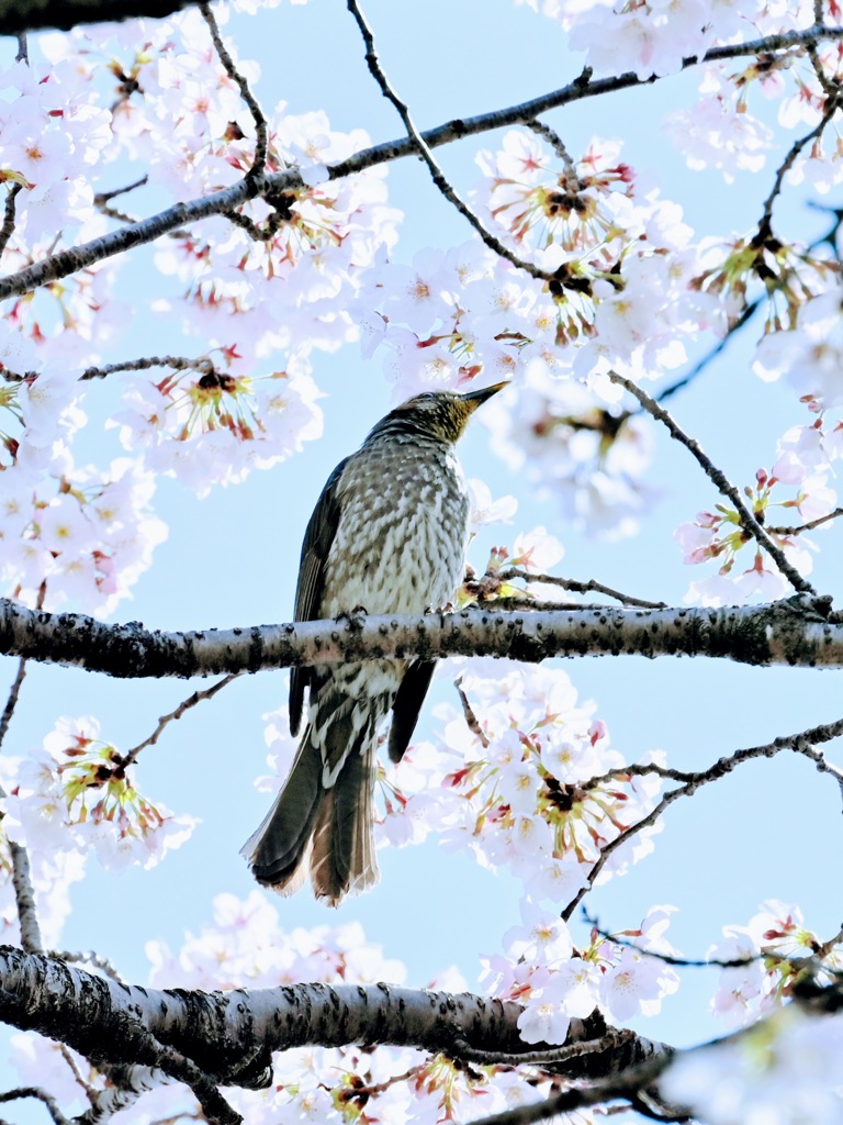 桜とヒヨドリ