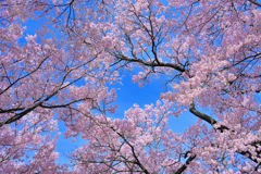 青空に向かう高遠城址公園の桜