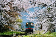 桜満開の中を走る電車