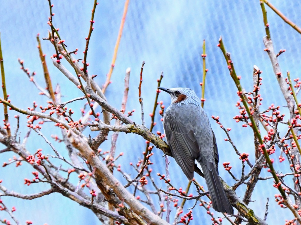 花芽が出てきた。もうじき春だな。