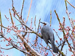 花芽が出てきた。もうじき春だな。