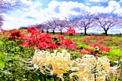 板屋川の赤い彼岸花の中に咲く白い彼岸花。