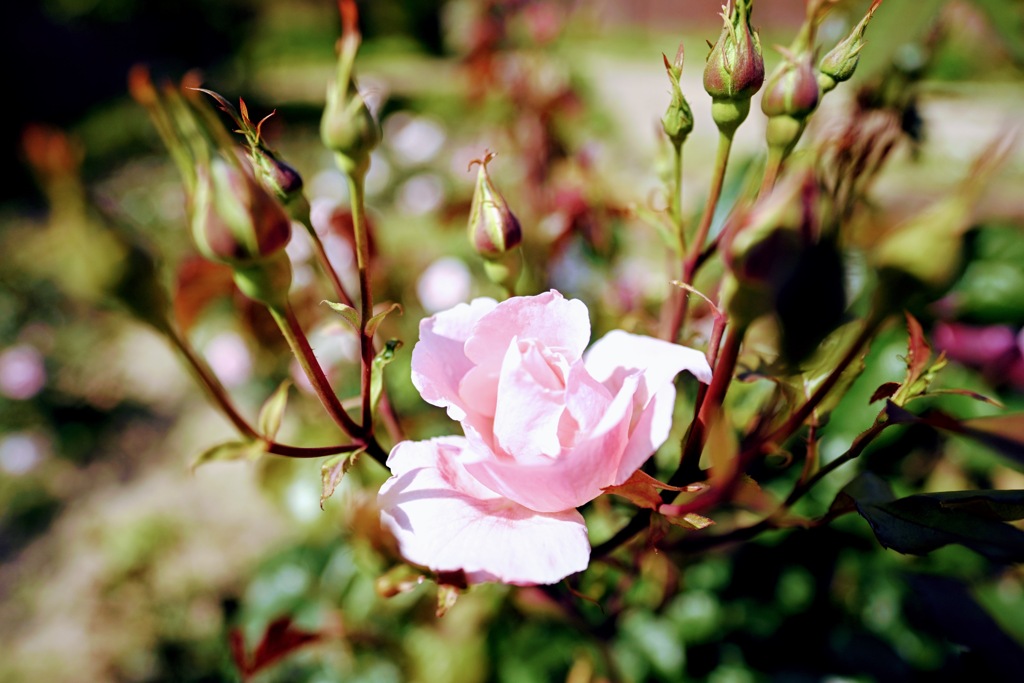 つぼみの花の中に咲く一輪のピンクの薔薇