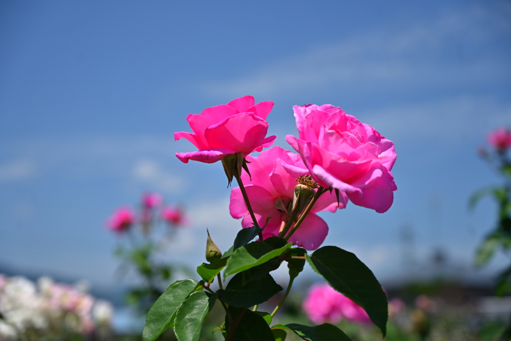CC04CC98-FD9B-478C-B425-7DF6B7AB127C