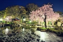 日中友好庭園の渦巻く桜花弁