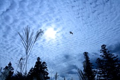 秋の空