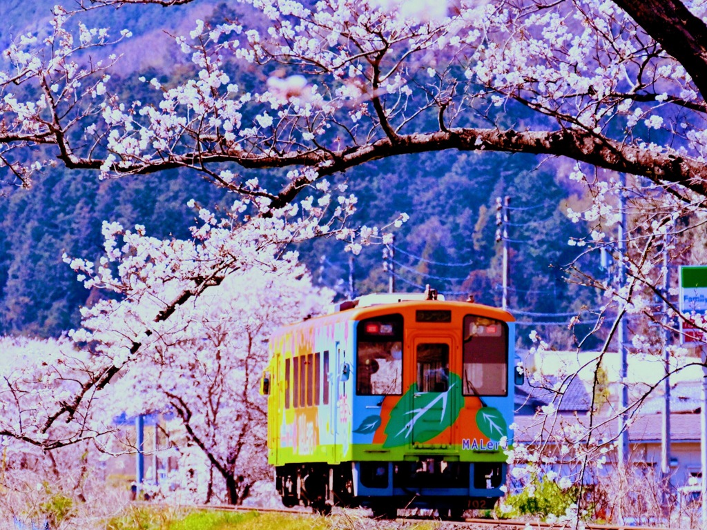 桜の樽見鉄道