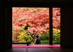 金剛輪寺明寿院の襖から見る紅葉