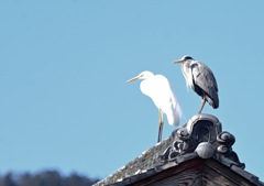 屋根の上から見下ろすサギ