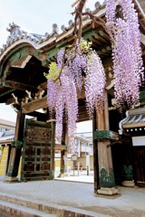 藤の花と竹鼻別院の門