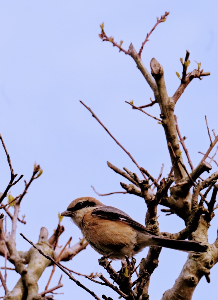 巣立った子鳥を見守るモズの親鳥