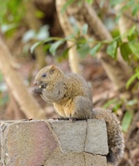 稲葉山の麓の梅林公園で出会ったリス