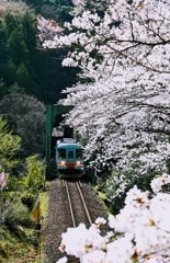 トンネルを抜けて桜並木を走る列車