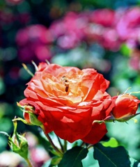 薔薇の蜜を吸うミツバチ
