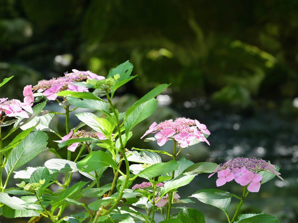 輝くピンクの楽紫陽花
