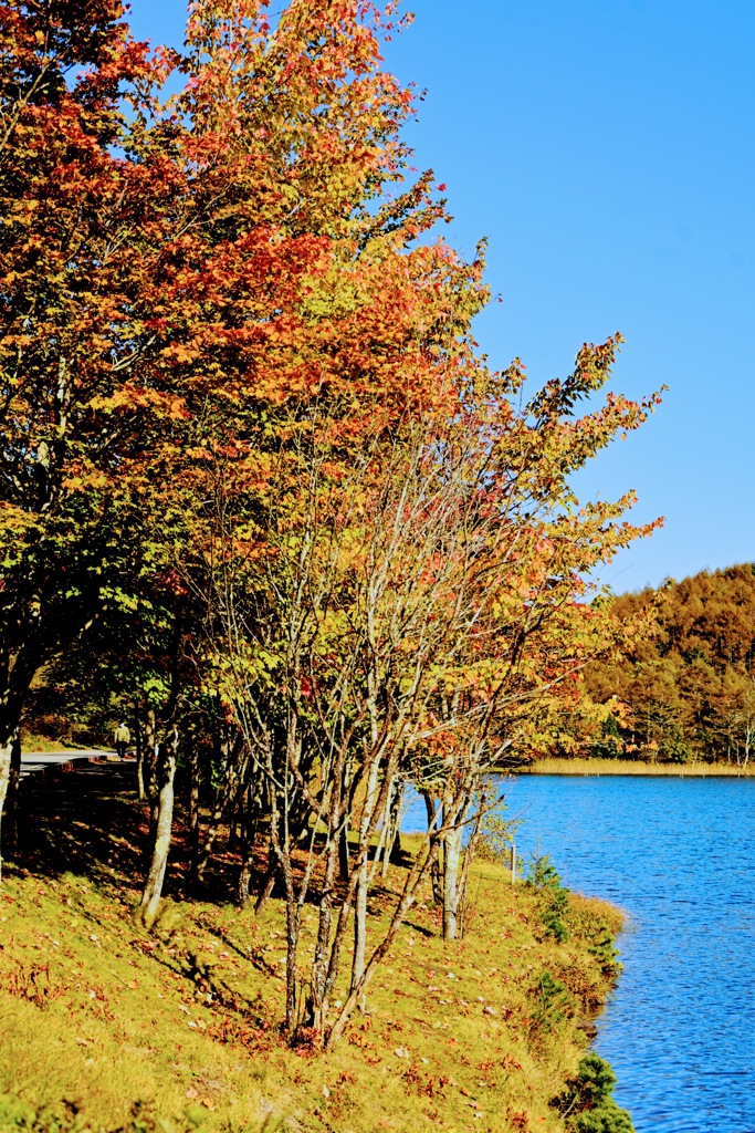 女神湖湖畔の紅葉