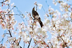 美味しそう(ヒヨドリと桜)