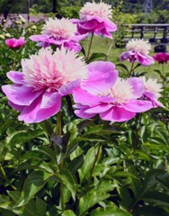 真っ直ぐに伸びた茎の先に咲くピンクの芍薬の花