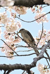 桜とヒヨドリ