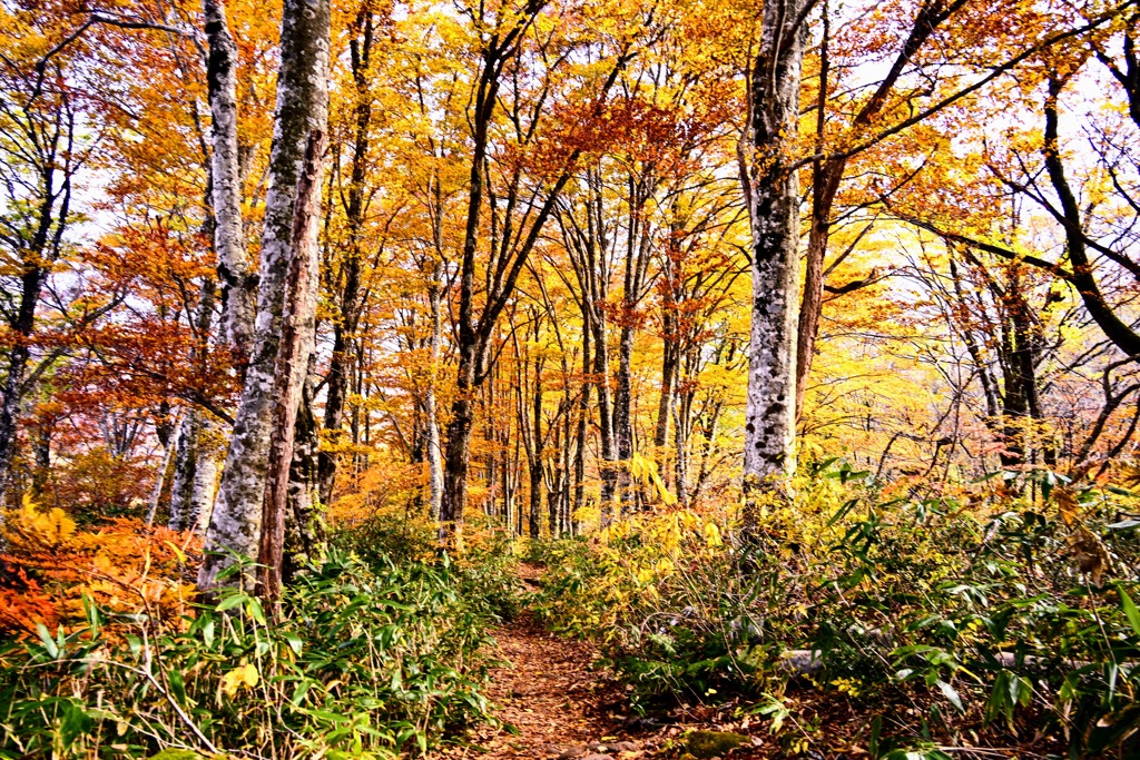 刈込池の湖畔の紅葉の並木道