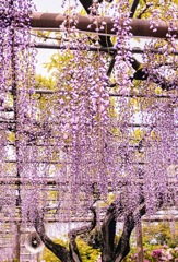 江南市曼陀羅寺公園の藤の花