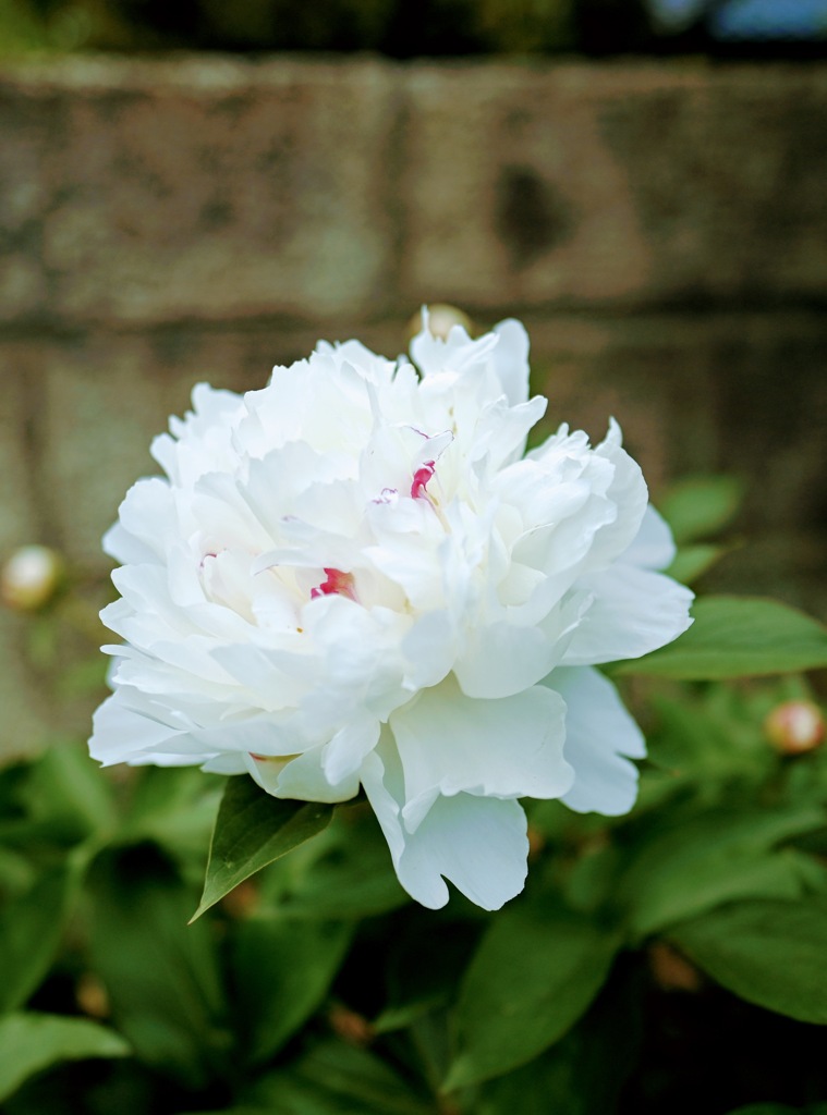 仕事運がある白いボタンの花